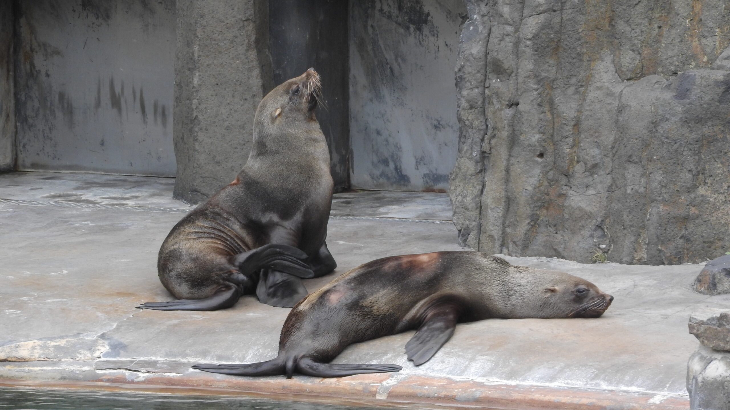 Portal Praca.pl opublikował ciekawy artykuł o tytule: Praca w zoo – wymagania, zarobki, jak wygląda praca w ogrodzie zoologicznym?